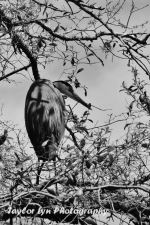 Bw Bird In Tree